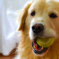 Wimbledon Plan To Use Dogs Instead of Ball Boys At Tennis Matches Fails For A Pretty Hilarious Reason