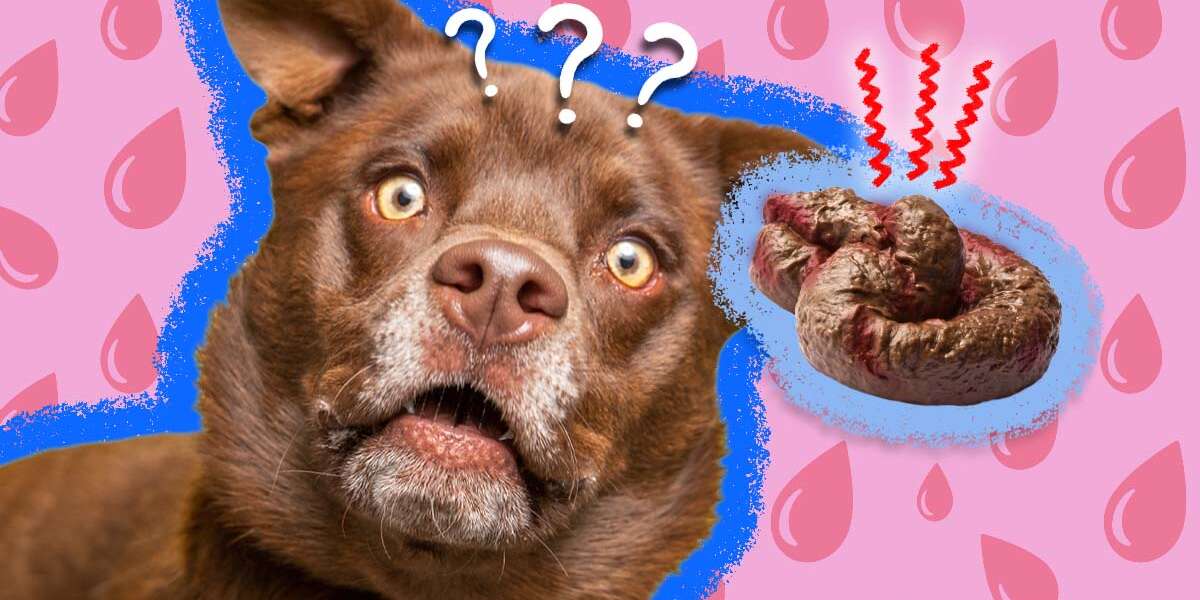 what does a dog pooping blood mean