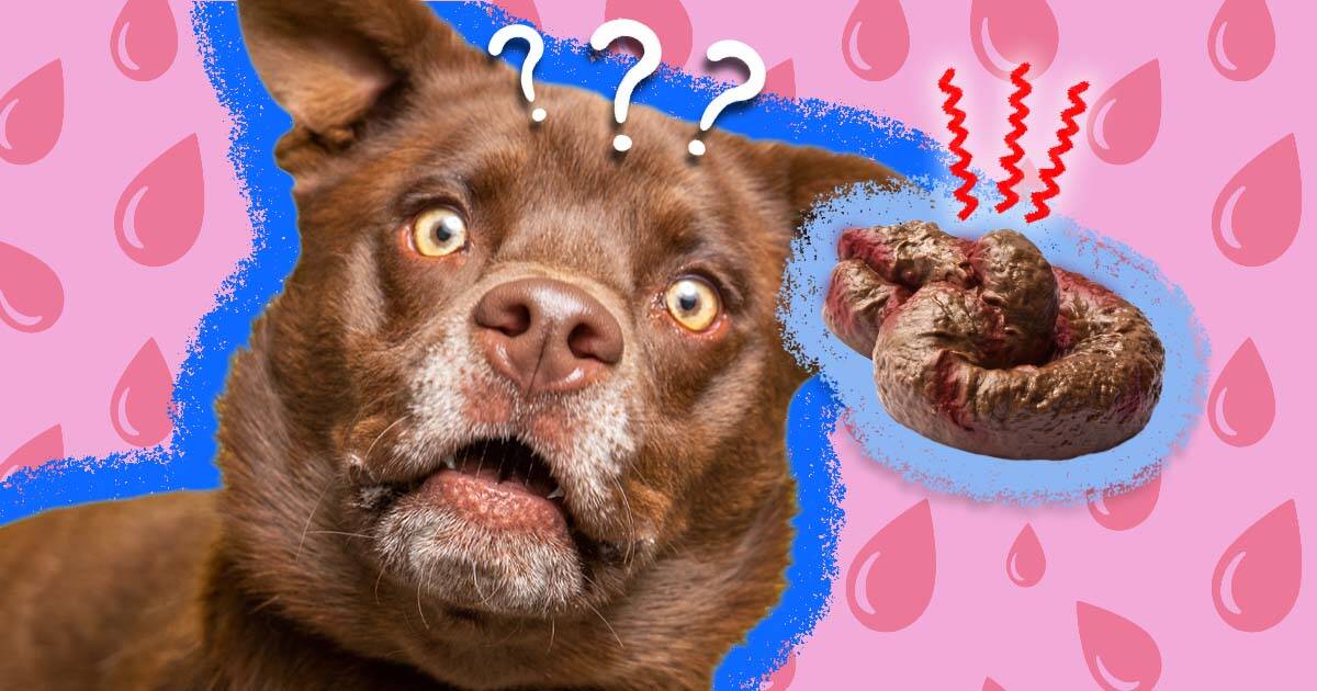 why do dogs poop blood