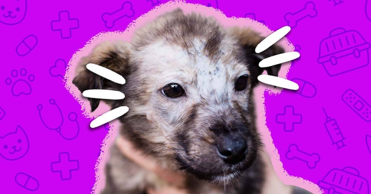 how contagious is ringworm from dog to human