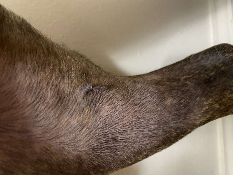 Dog skin top tag growing fast