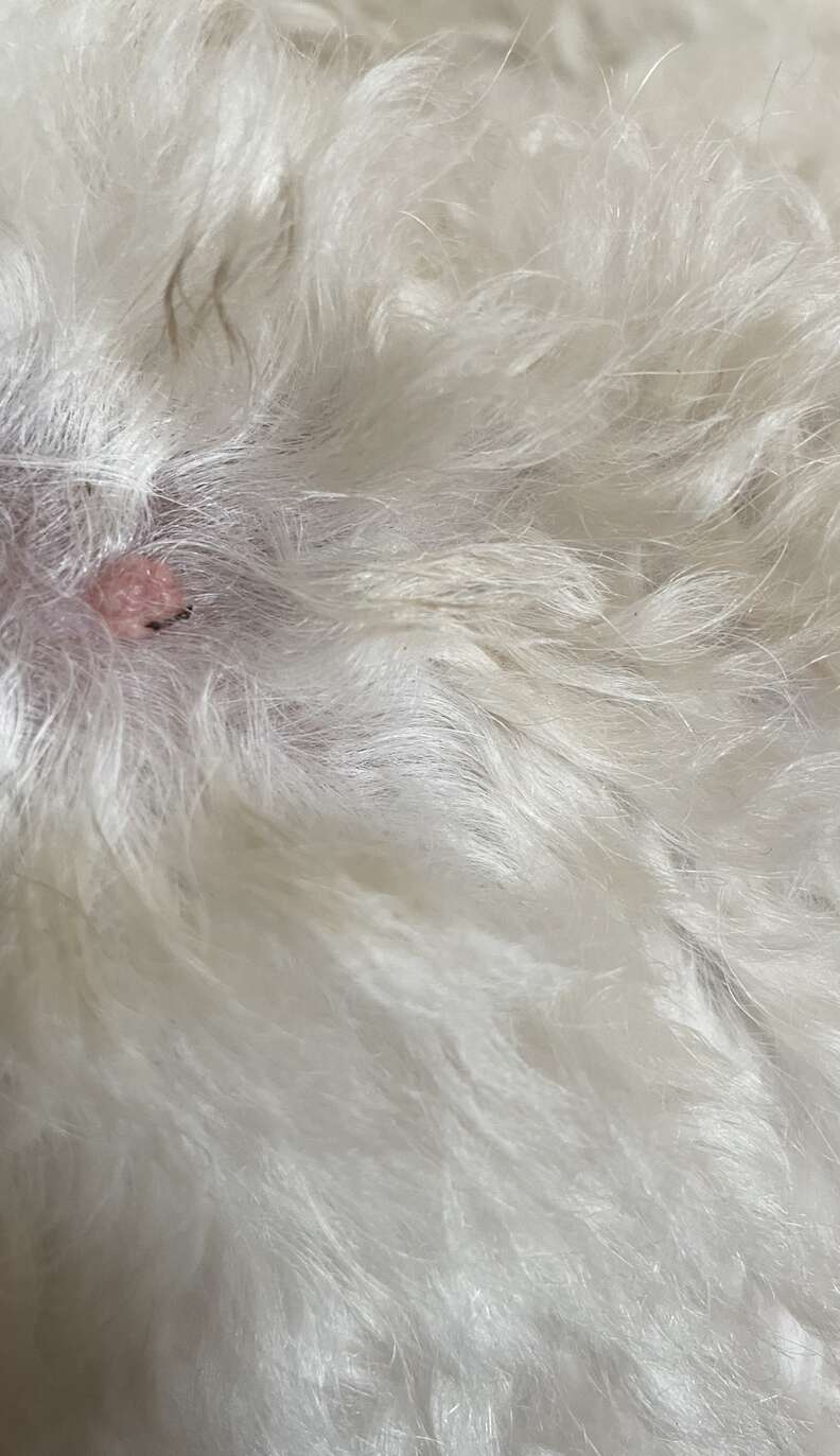 Large skin tag on dog's elbow sale