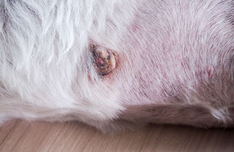 Cancerous skin clearance tag on dog