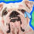 dog crying with red spots