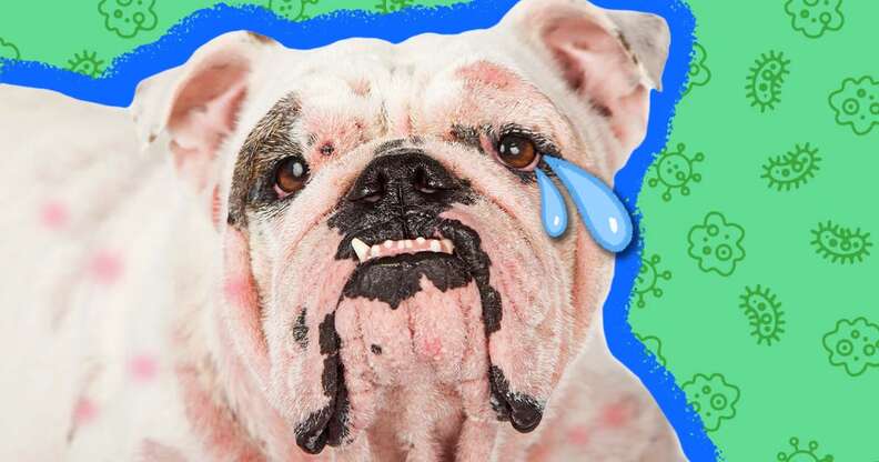 dog crying with red spots