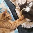 Cat Who Once Hated Being Touched Now Hugs Every Grumpy Cat He Meets