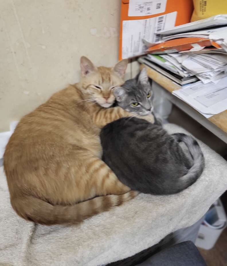 orange kittens cuddling