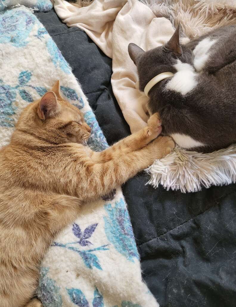 orange kittens cuddling