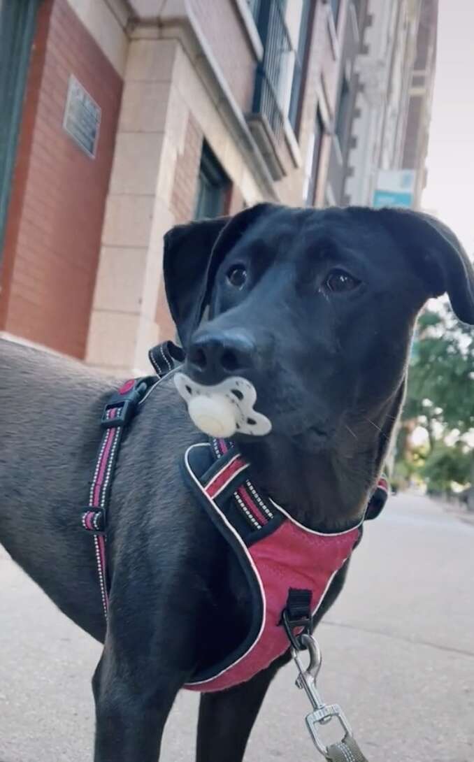 dog with pacifier