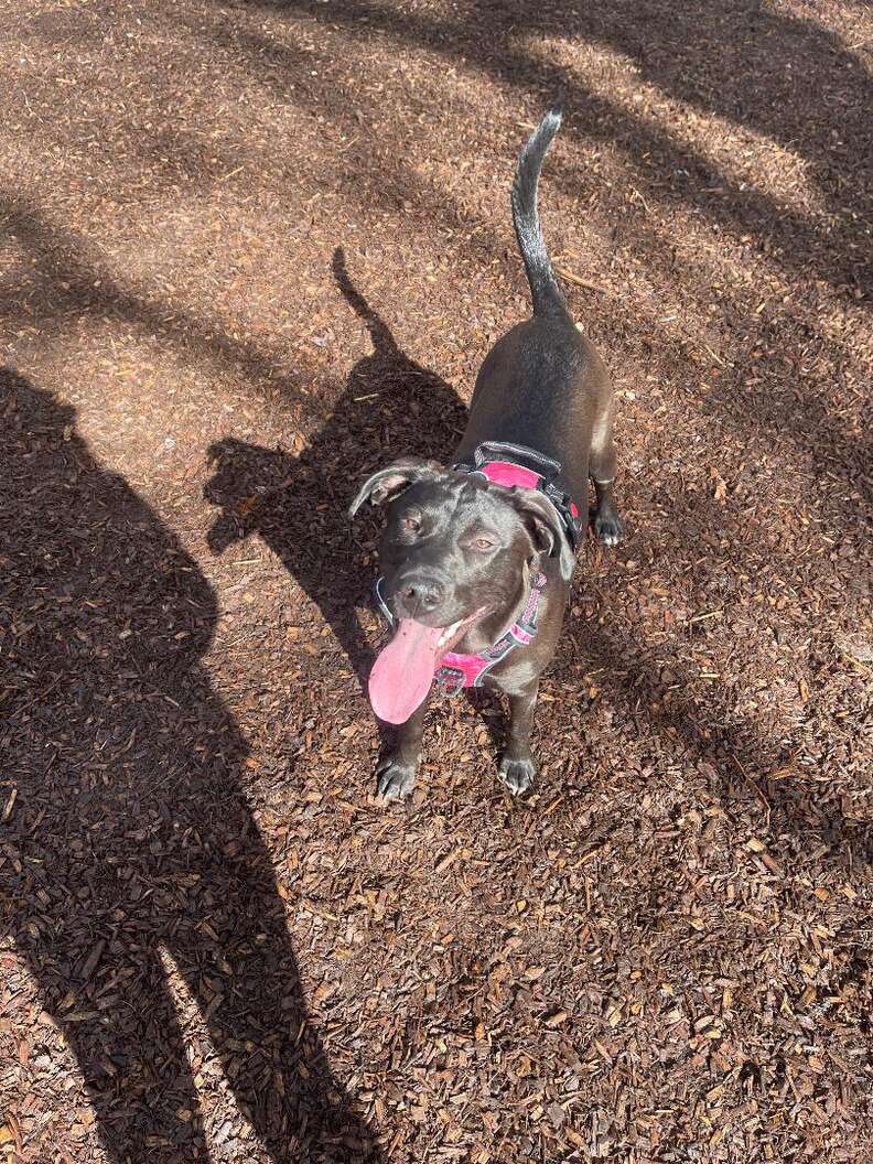 cute dog