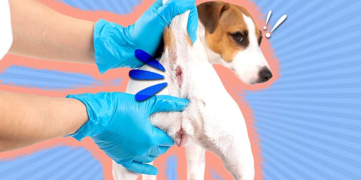 Anal Glands In Dogs: What Pet Parents Should Know - DodoWell - The Dodo Anal Glands In Dogs: What Pet Parents Should Know - DodoWell - The Dodo