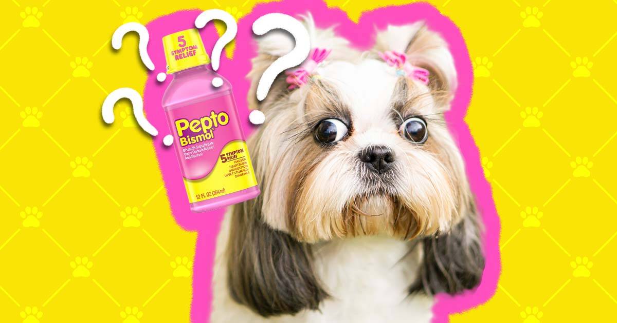 how much pepto can i give my dog