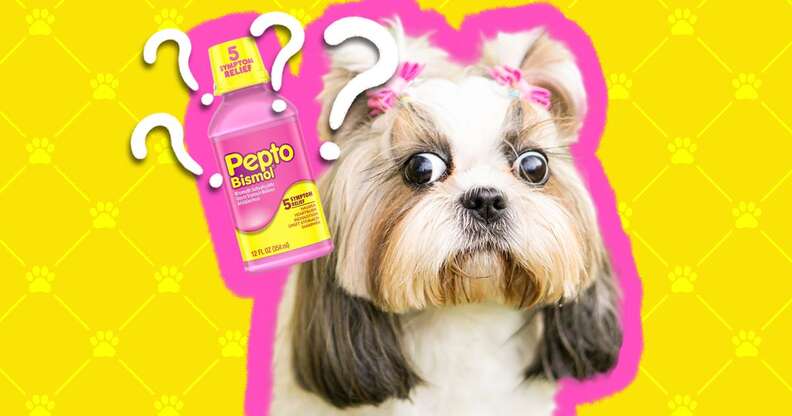 how long does it take for pepto bismol to work for dogs