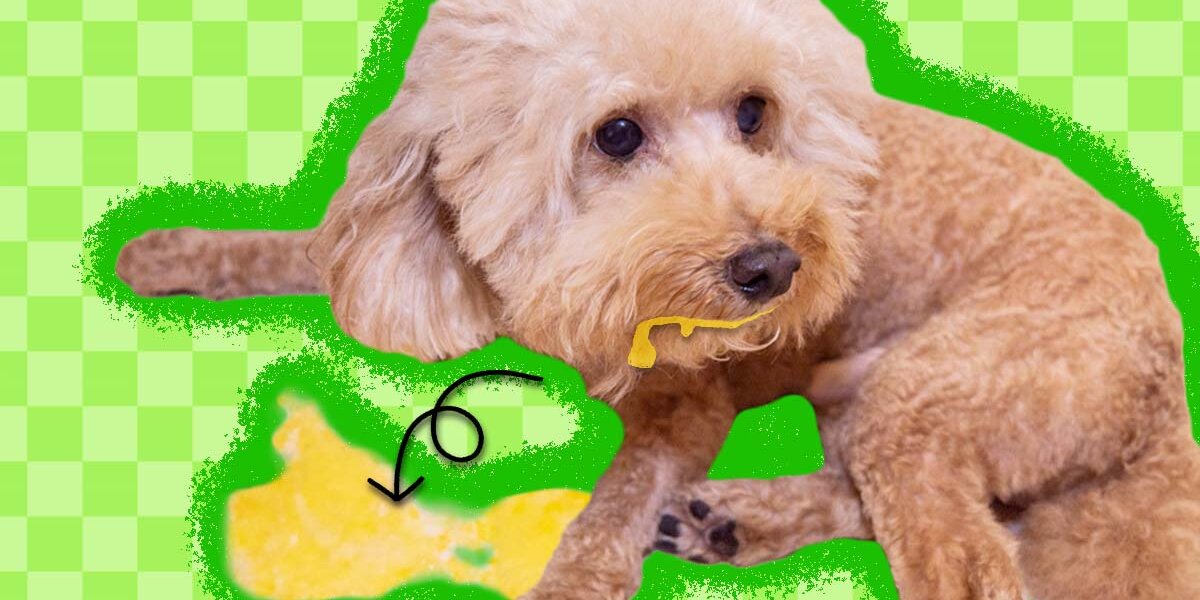 Dog being hot sale sick yellow slime