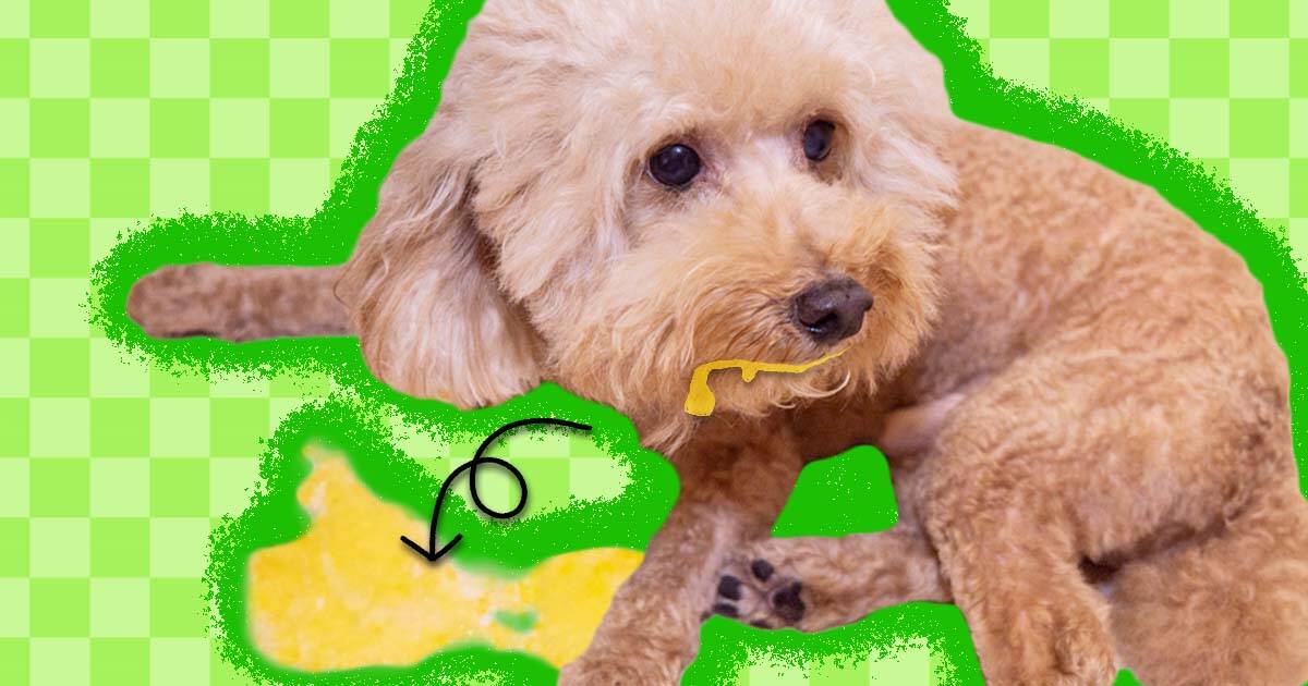 what does it mean when dog vomits yellow