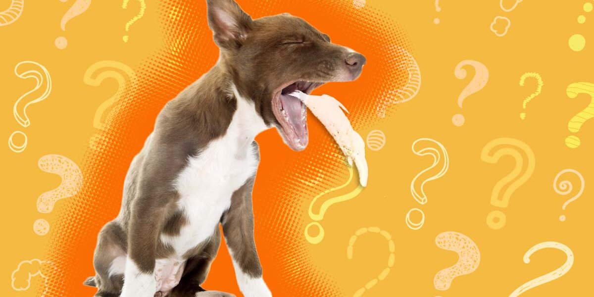 Dog Throwing Up White Foam An Expert Explains Possible Causes And When To Worry DodoWell The Dodo