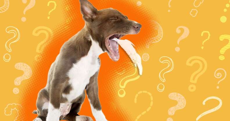 when should i be worried about my dog vomiting