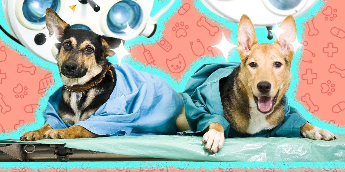 Here’s Why Emergency Room Vets Let Pet Parents Into The Operating Room