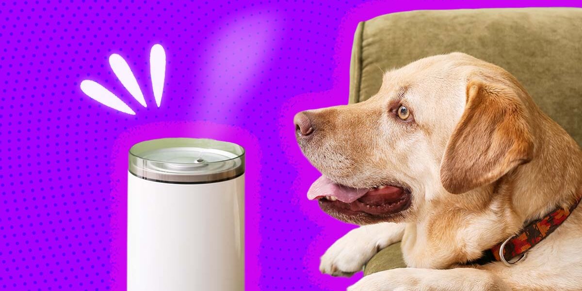 Over the counter meds for 2024 kennel cough