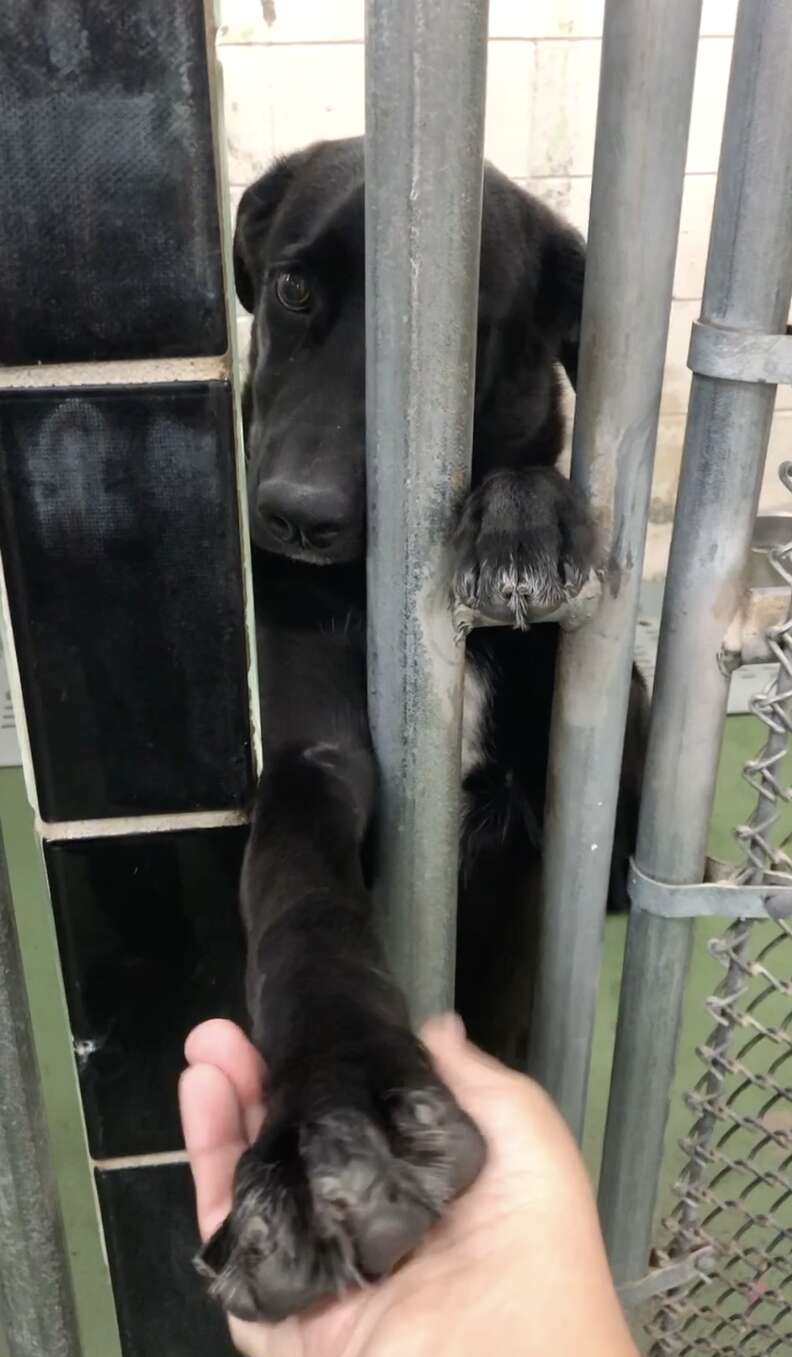 black lab reaching through kennel 