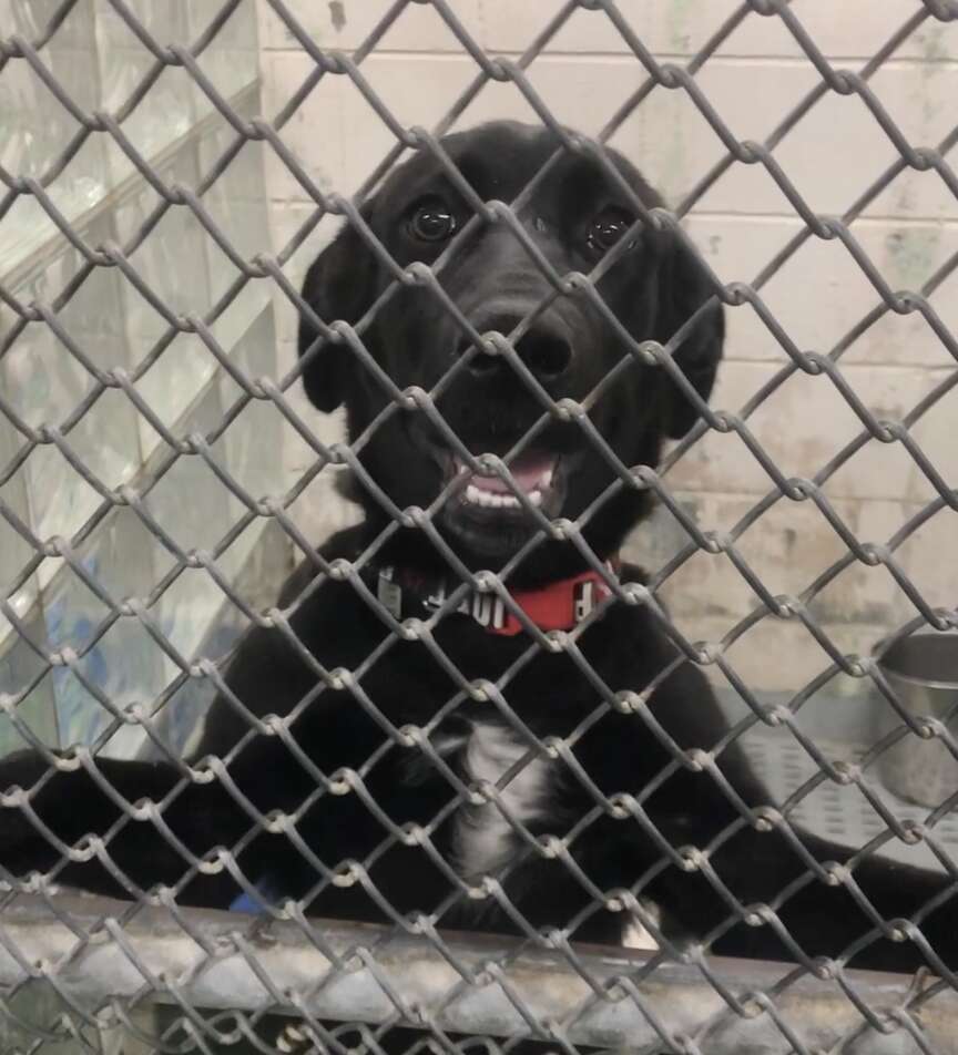 black lab in cage