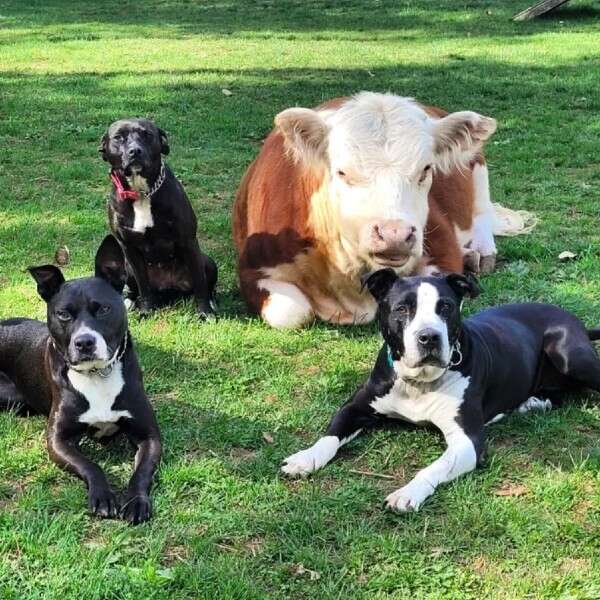 dogs and cow sitting in field 