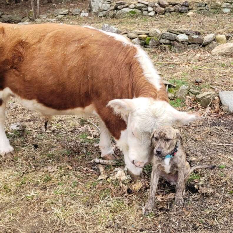 Miniature store cow dog