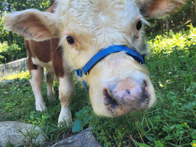 Mini Cow 'Hiding' Her Ears Is the Definition of Adorable - PetHelpful News