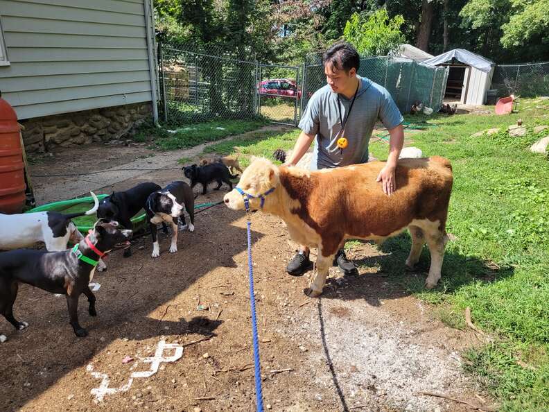 Mini Cow Who Lost His Herd Gets Adopted By Pack Of Dogs - The Dodo