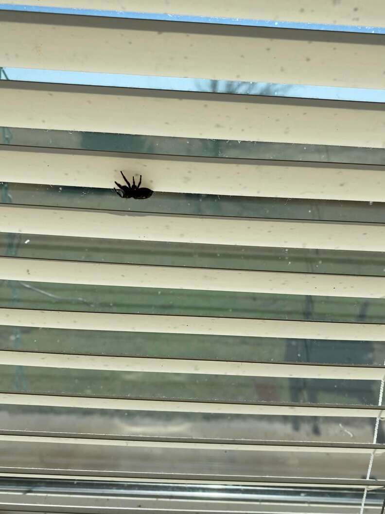 jumping spider