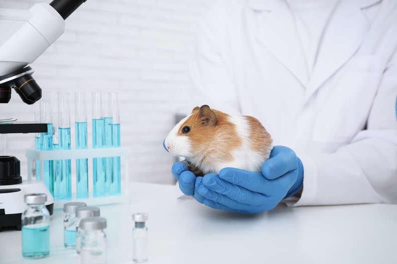 gloved hands holding guinea pig with test tubes