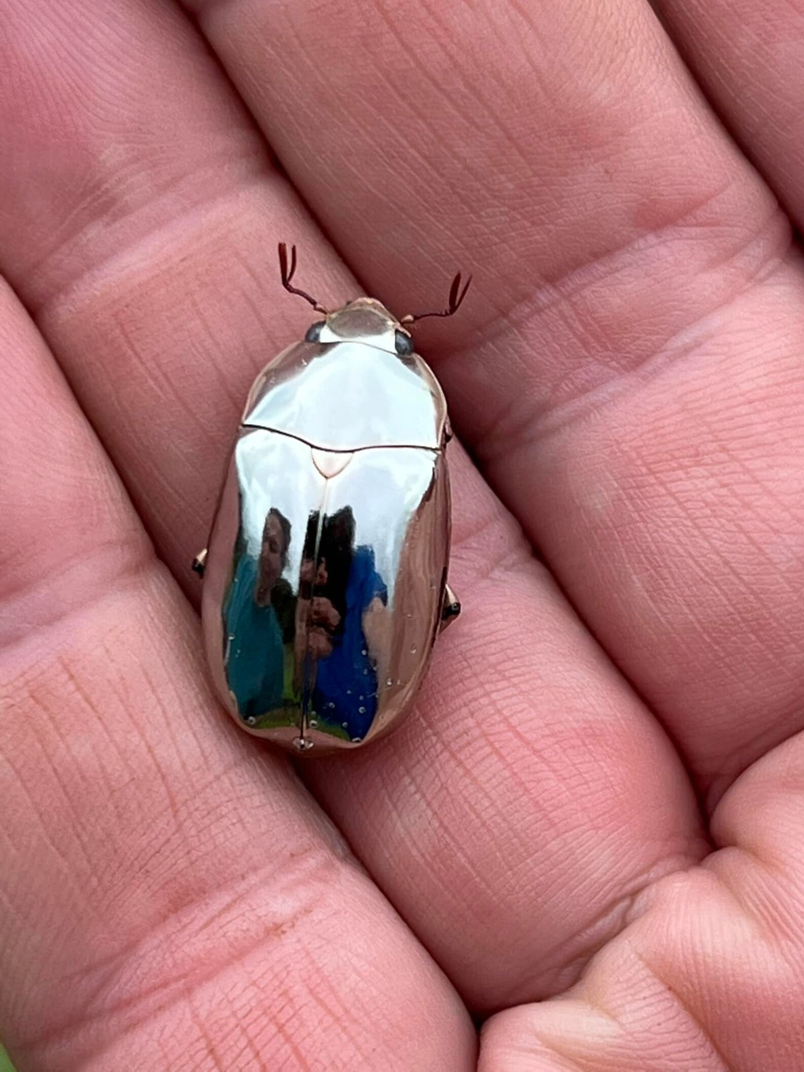Man Finds An Incredible Beetle Who's Almost Too Stunning To Be Real ...