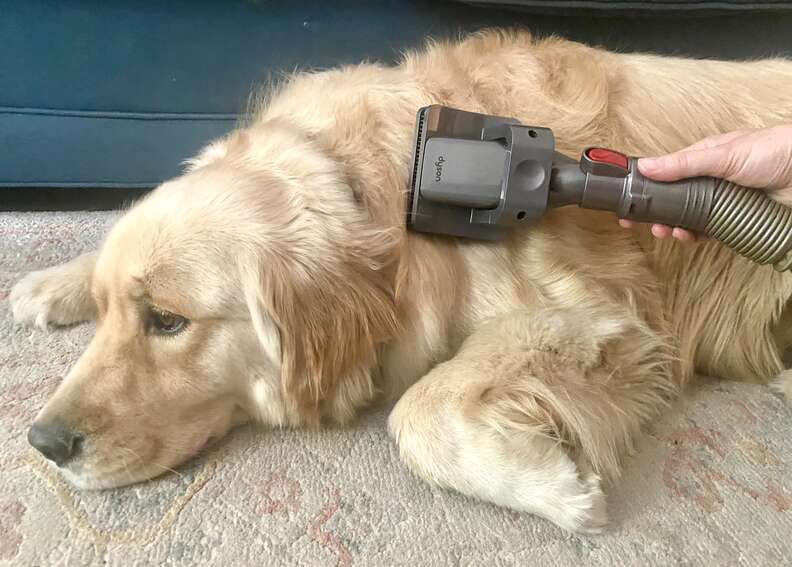 Dyson Groom Tool For Dogs Review