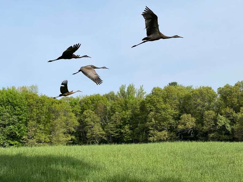 cranes taking flight above field 