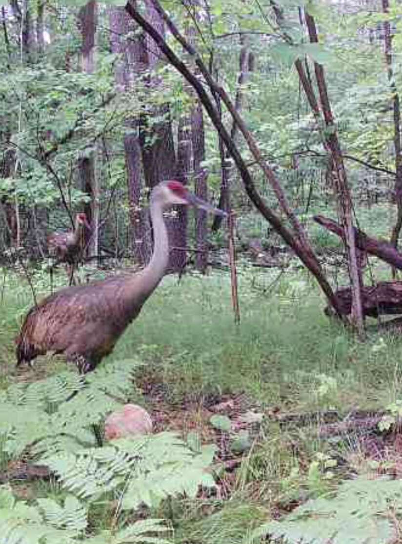 two cranes walking through the woods 