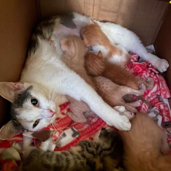 mamãe gata amamentando gatinhos