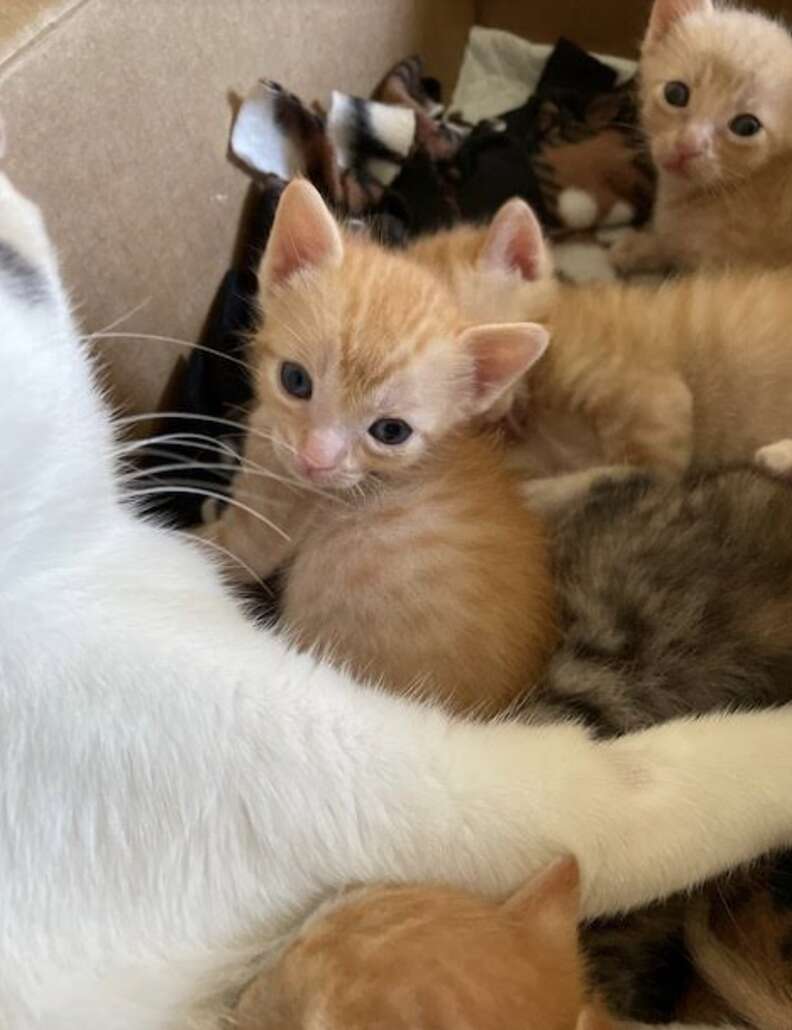 gatinhos deitados na caixa