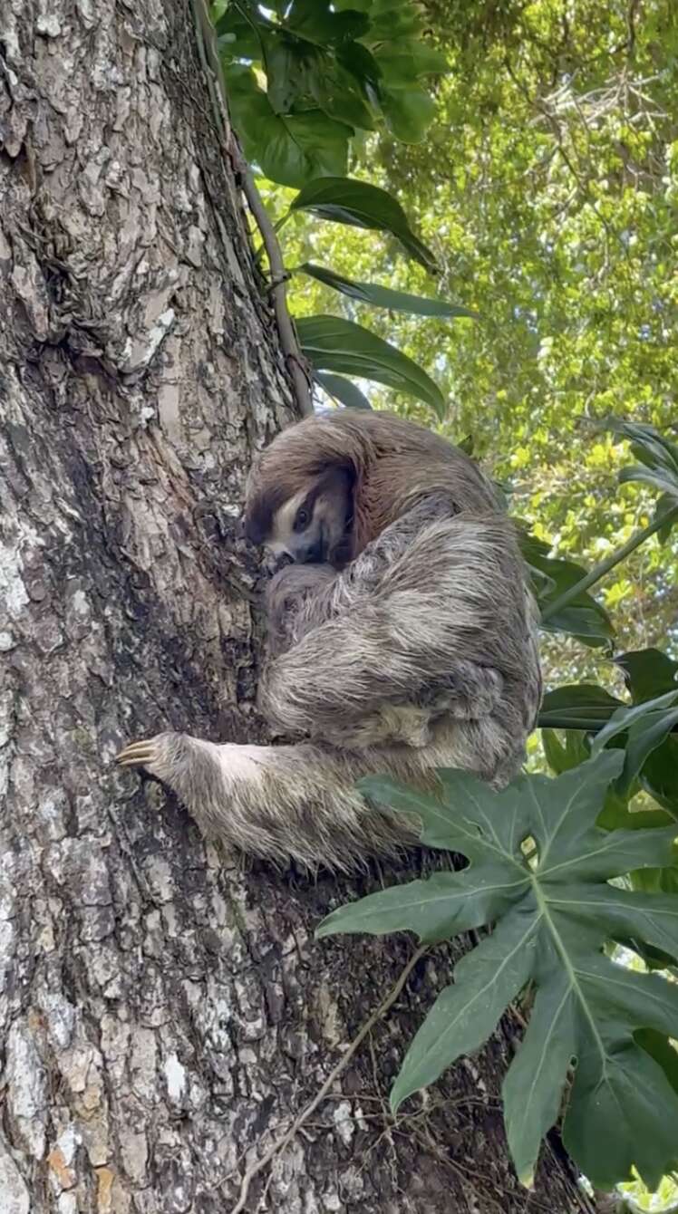 sloth mom and baby reunited