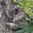 baby sloth rescue