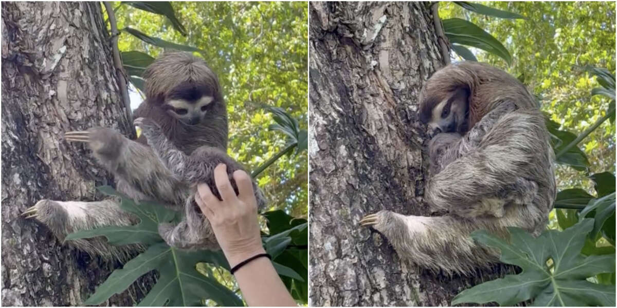Mama Sloth Is So Excited To Be Reunited With Her Baby - The Dodo