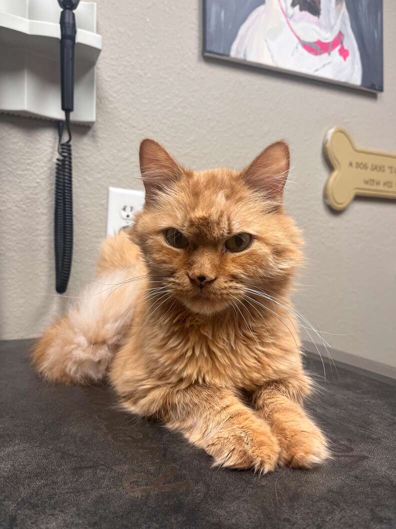 senior rescue cat