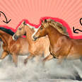 herd of horses running