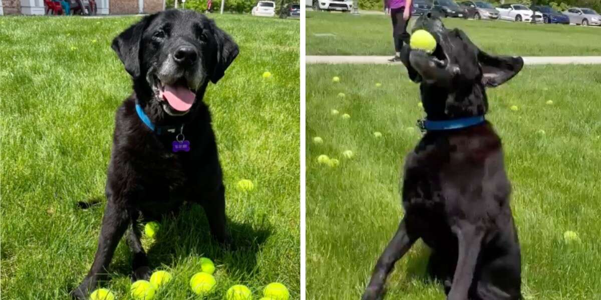 Sick, Senior Dog Turns Into A Puppy Again During A Tennis Ball 'Make-A ...