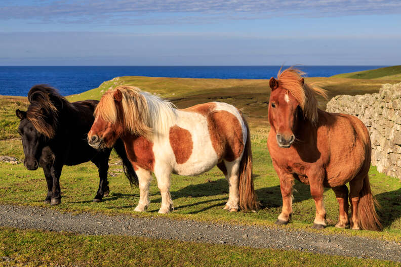 American Standardbred Origins Care and Why They are Special