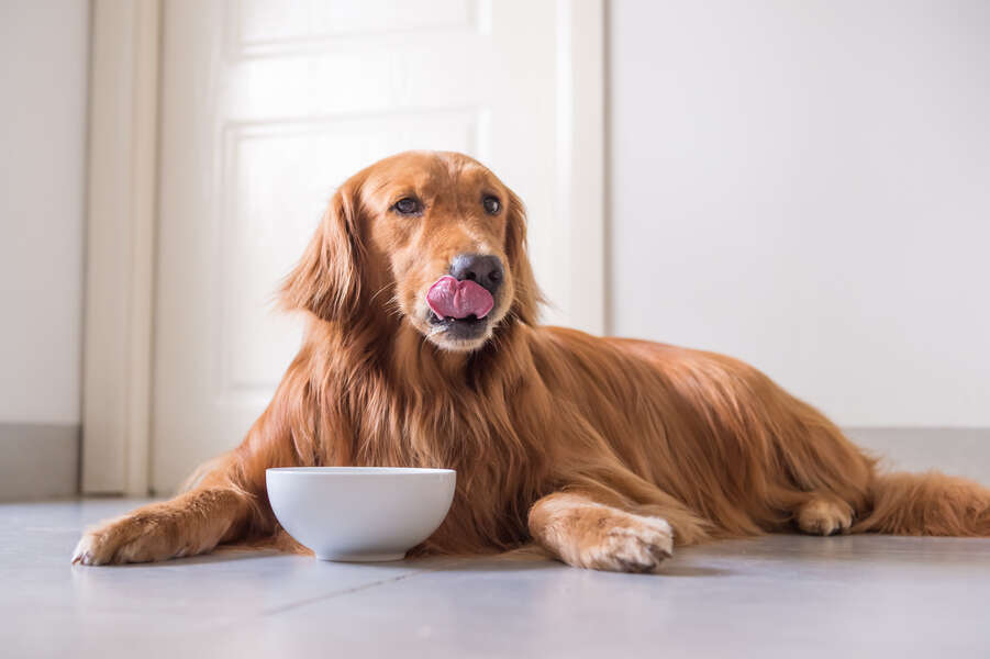 Primal Pet Food Recall What to Know About the Dog Food Recall Thrillist