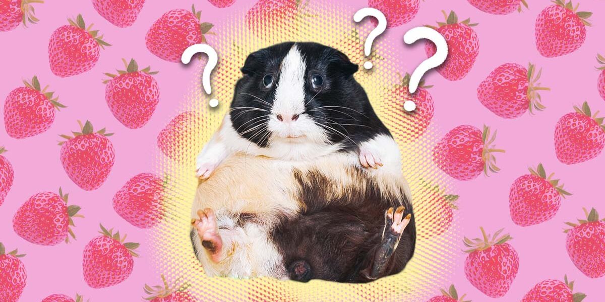 Guinea pig strawberry house 2025