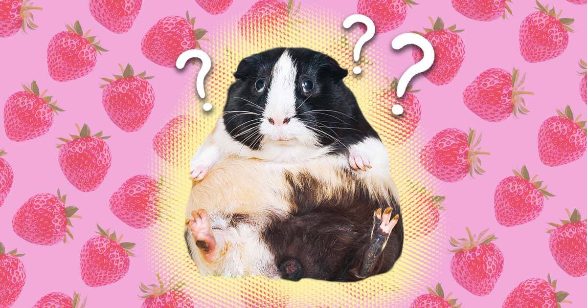 Can guinea shop pigs eat pineapple