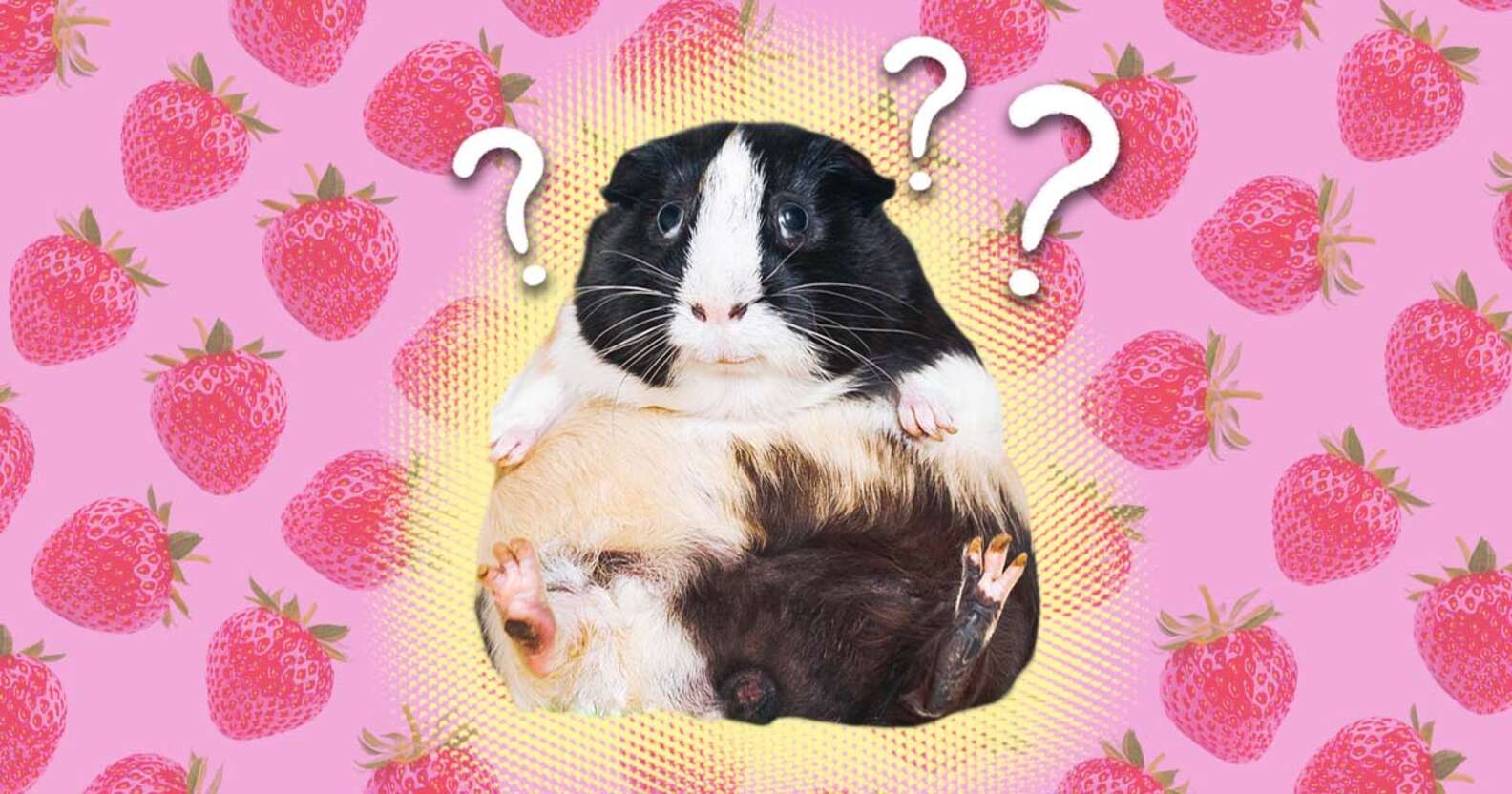 Can Guinea Pigs Eat Strawberries? Here’s What To Know DodoWell The Dodo