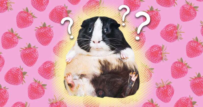 Are guinea pigs allowed to eat strawberries hotsell