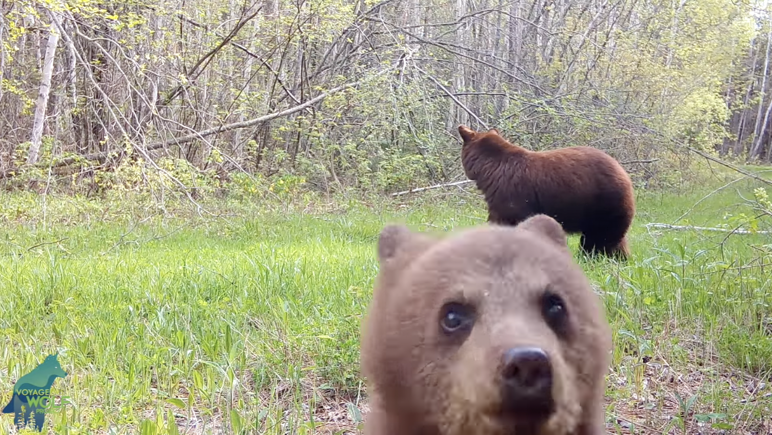 Rowdy Little Bear Cub Won't Stop Until This Trail Camera Is Destroyed ...